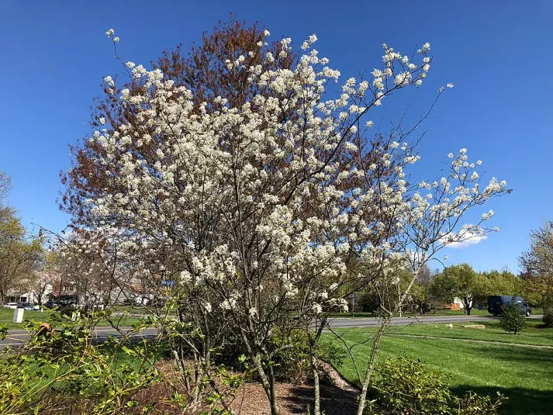 Serviceberry With Multi-Season Appeal