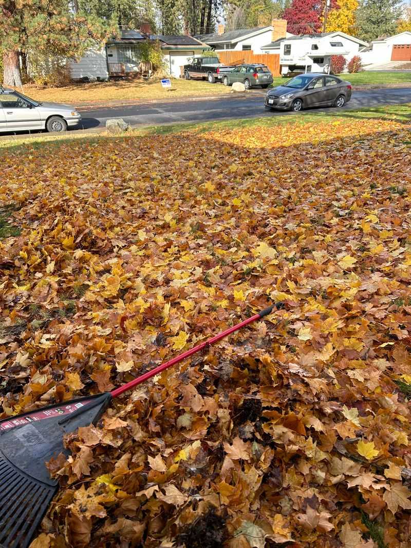 Clear Leaves Before Mowing