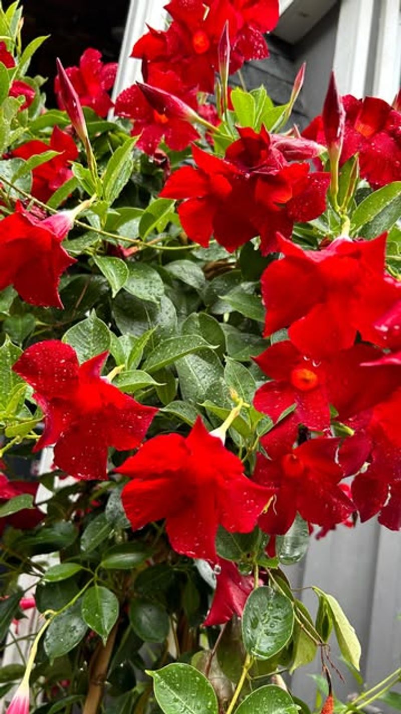 Stop Fertilizing Until Spring