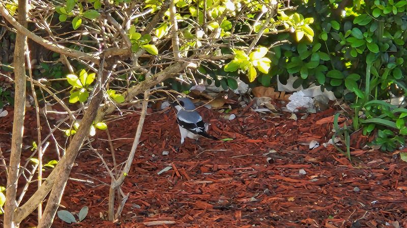 Leave Leaf Litter and Dead Plants Standing