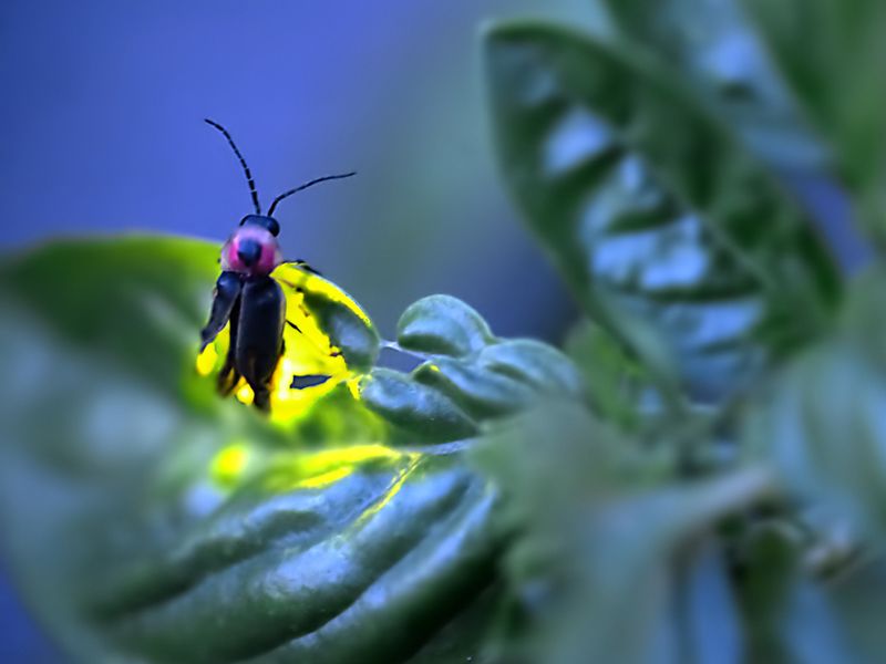 Garden Practices That Disturb Firefly Habitats