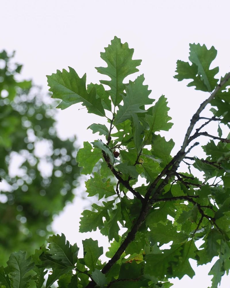 Better Visibility of Tree Structure
