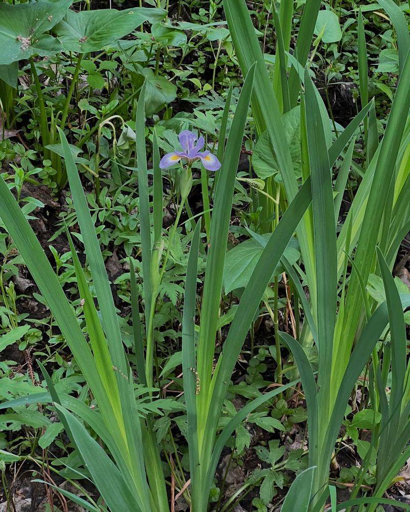 Better Bloom Production