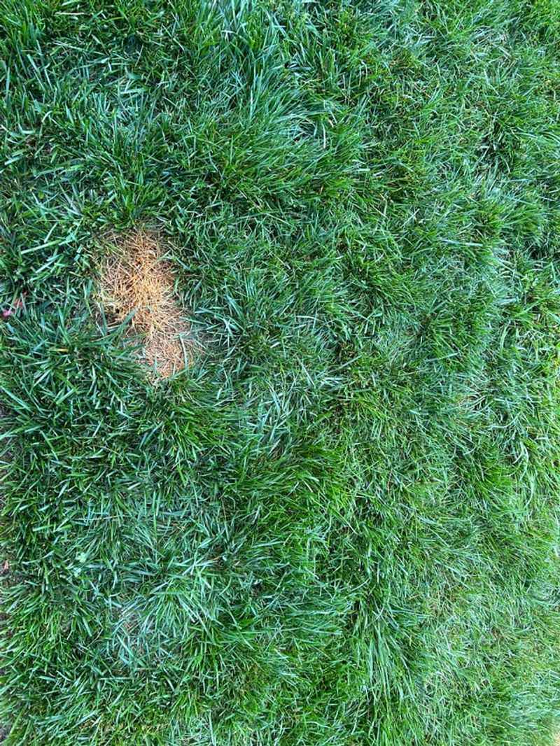 Eliminates Dog Urine Odors Quickly