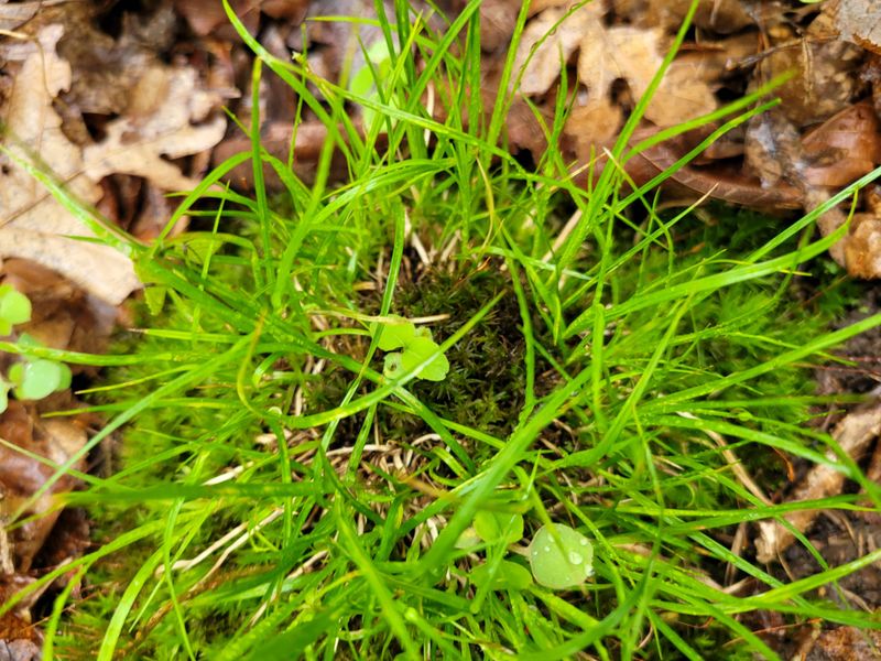 Allows More Sunlight To Reach The Crown