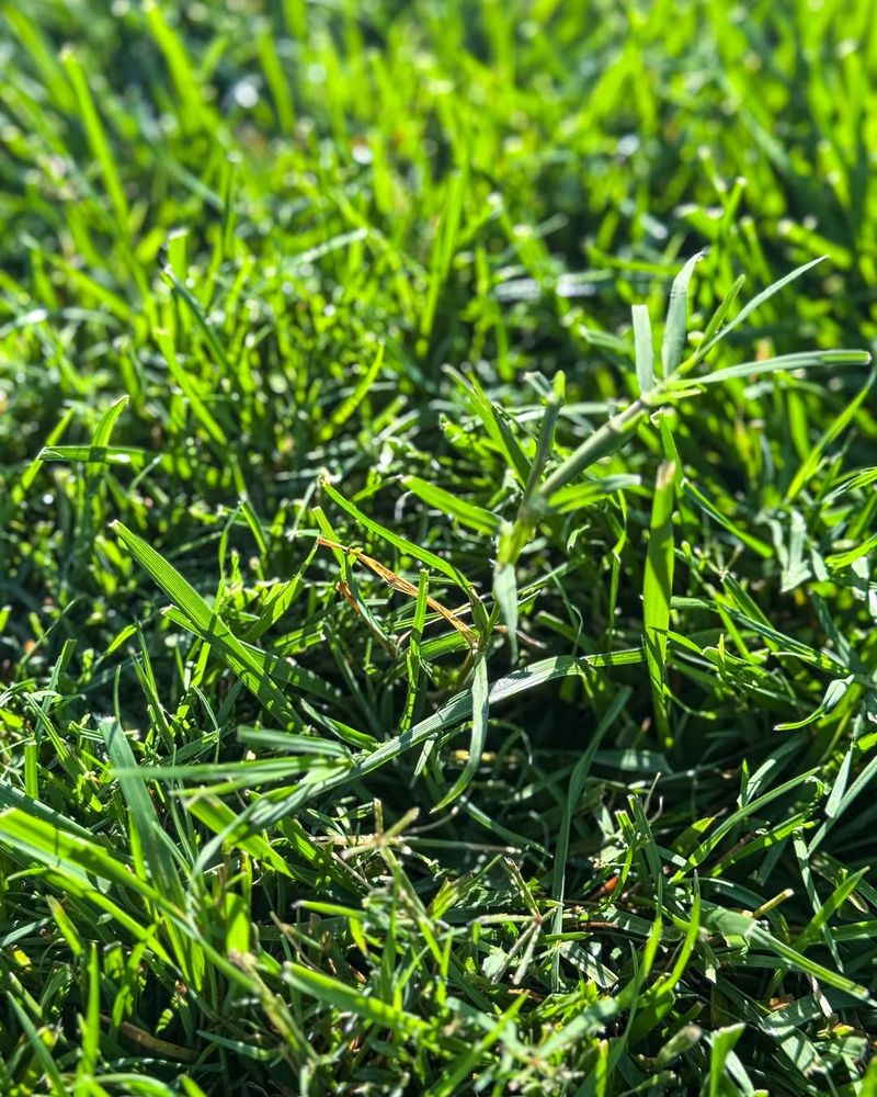 Enhances Seed Germination For Overseeding