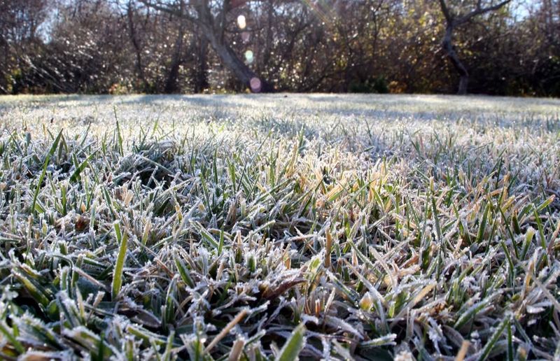 Prepares Grass For Winter Dormancy