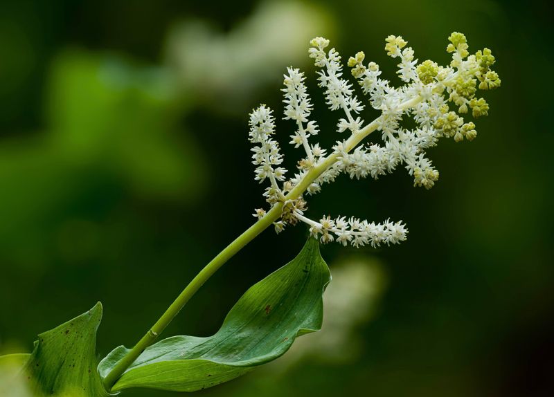 False Solomon's Seal (Maianthemum racemosum)