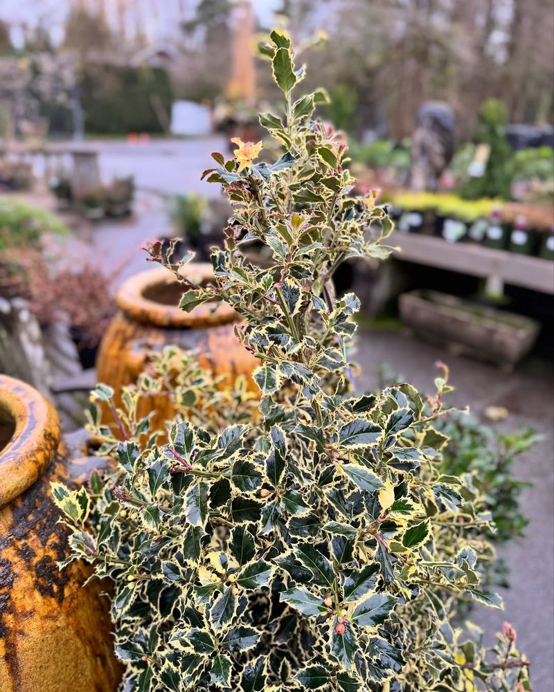 English Holly