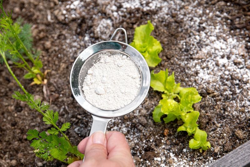 Diatomaceous Earth Barrier
