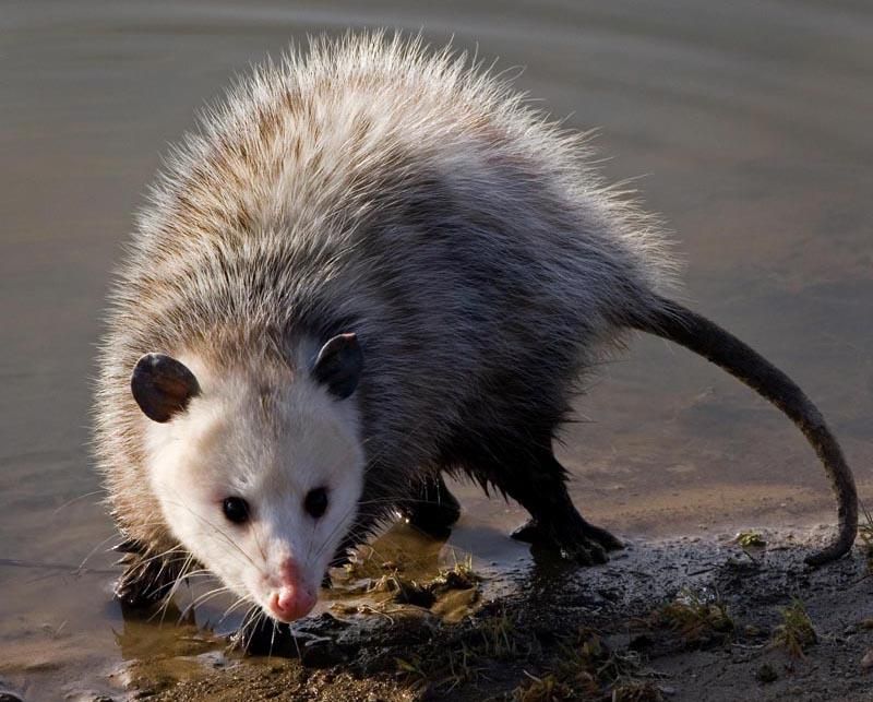 They Rarely Carry Rabies Despite Common Fears