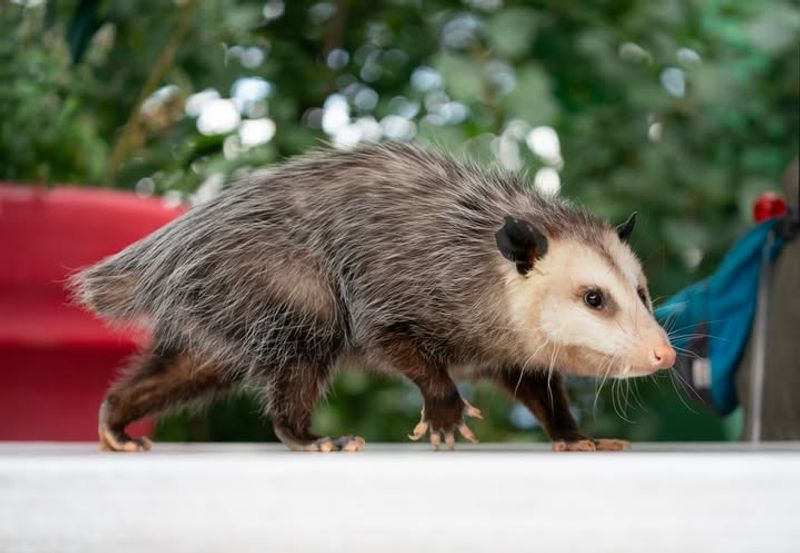 Simple Deterrents Work Better Than Removal