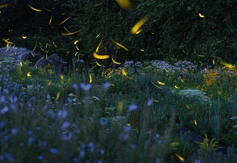 Non-Native Plants Reduce Food Sources