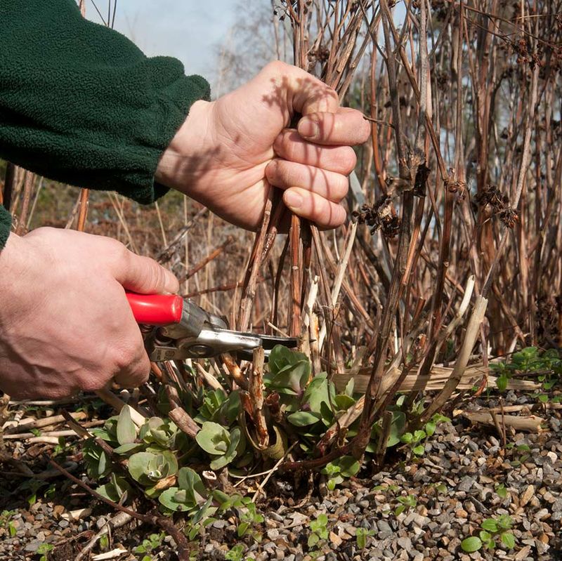 Cut Back Dead Or Dying Annuals