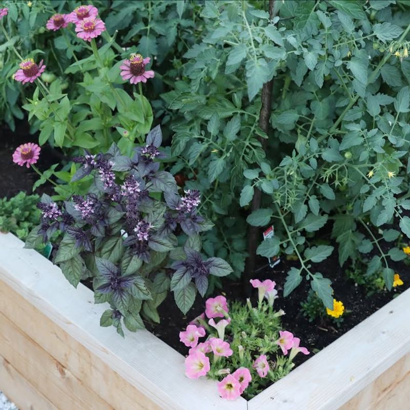 Plant Trap Crops To Lure Pests Away