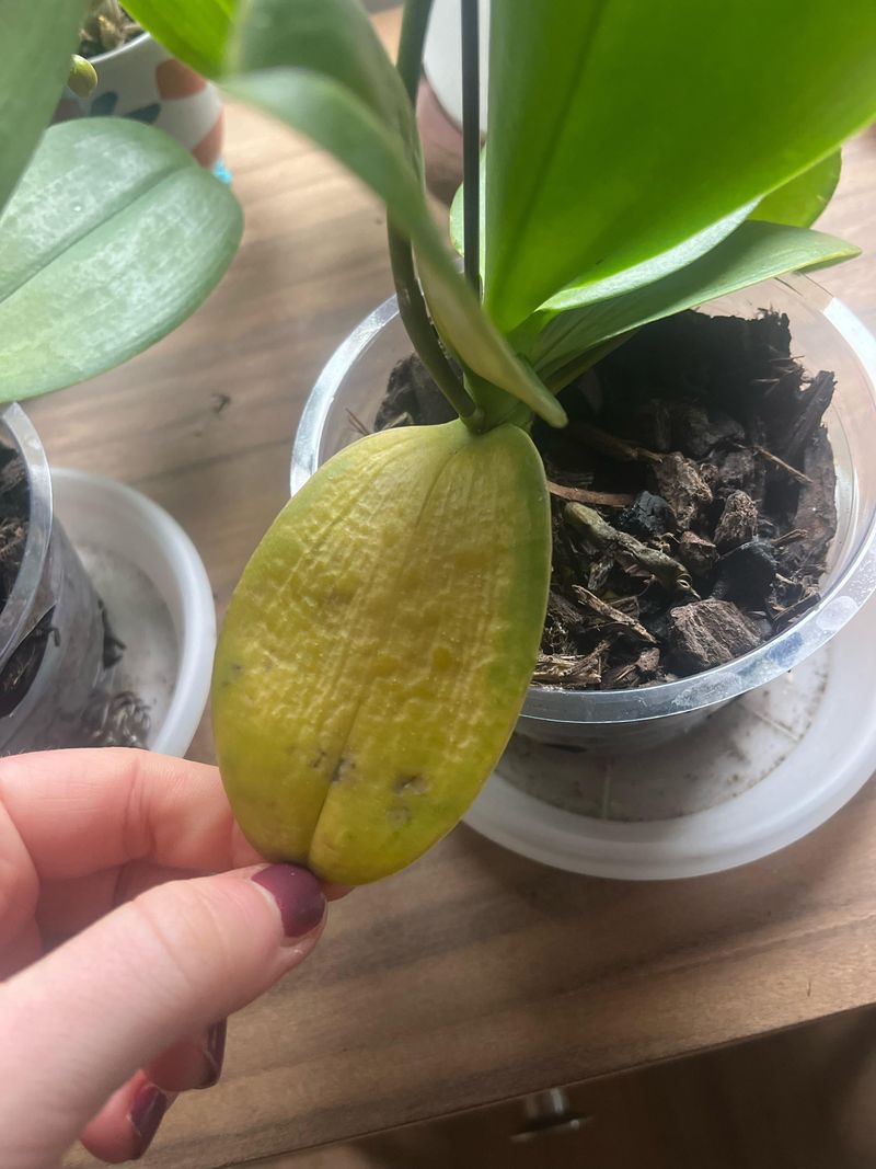 Trim Yellow or Damaged Leaves Carefully