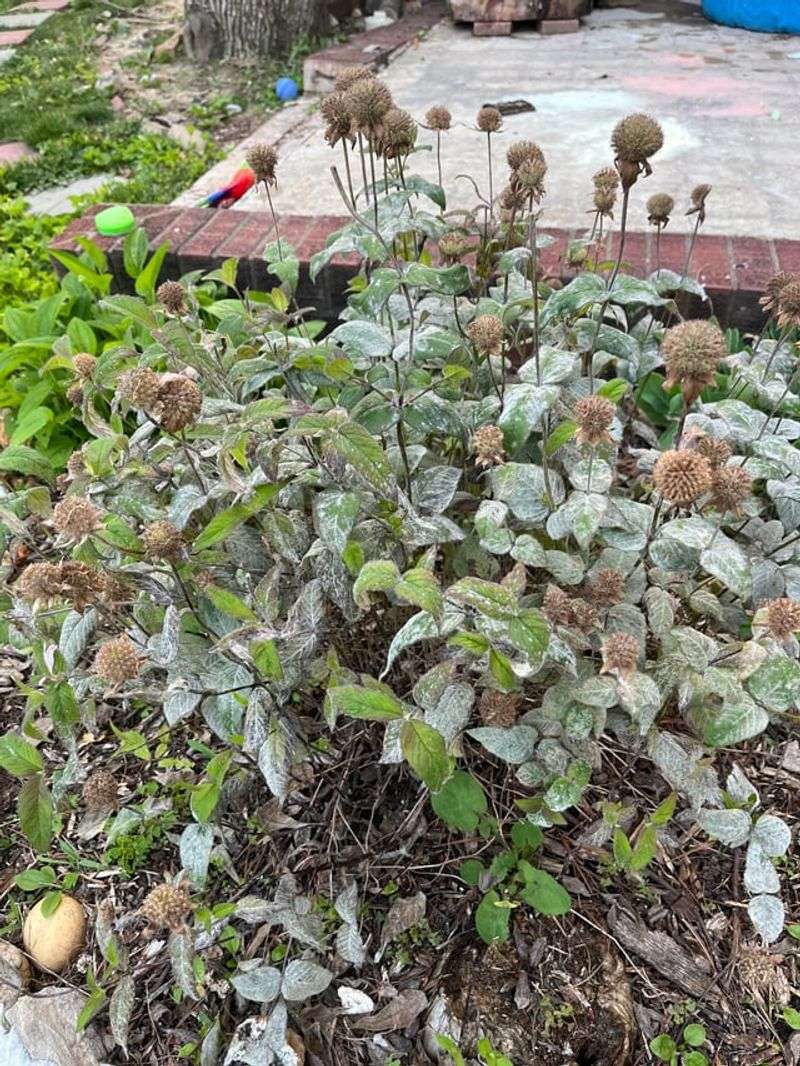 Leave Some Seed Heads for Wildlife