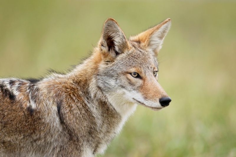 Never Try To Feed Or Befriend The Coyote