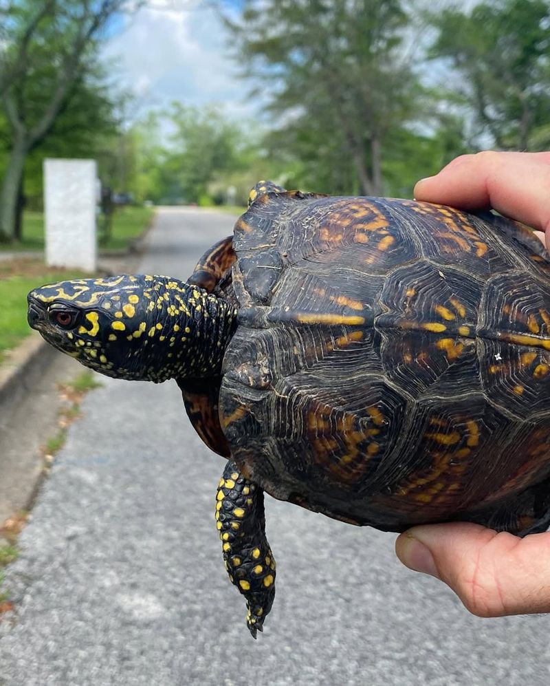 Never Relocate The Turtle Far