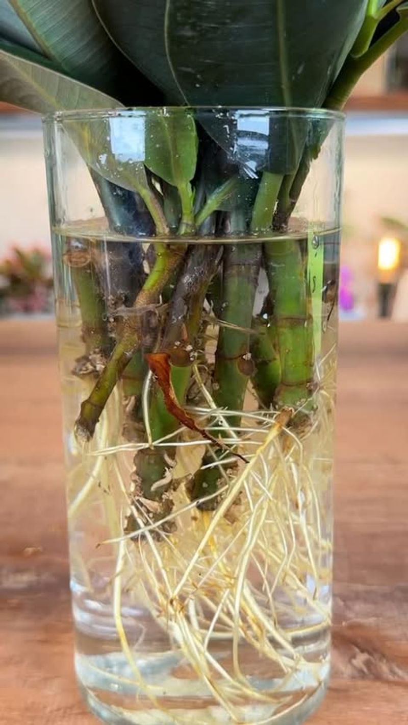 Place Cuttings In Water Or Rooting Medium