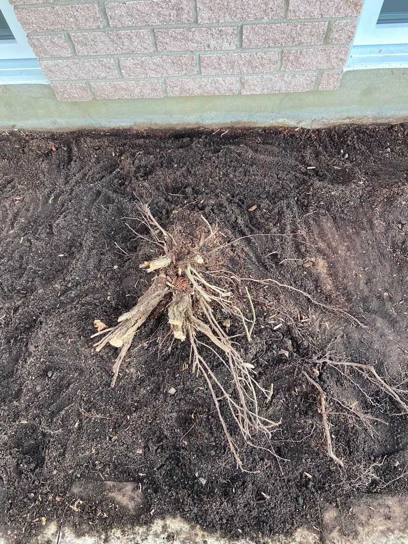Dig Up Roots Completely to Prevent Regrowth