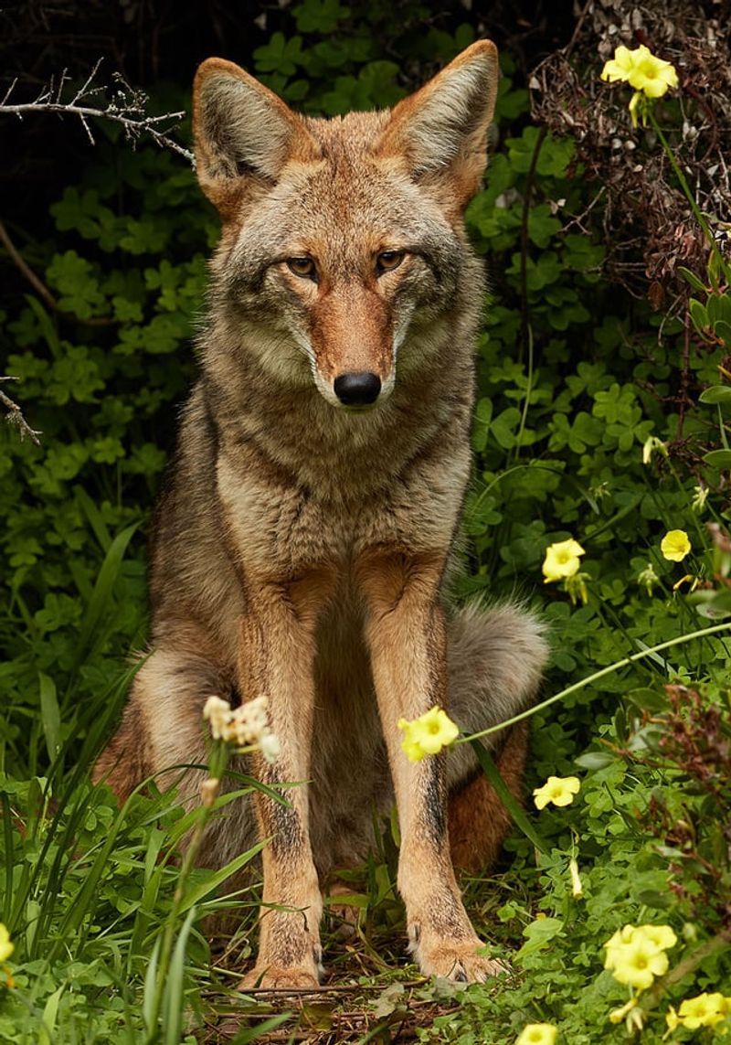 Never Feed or Approach Coyotes