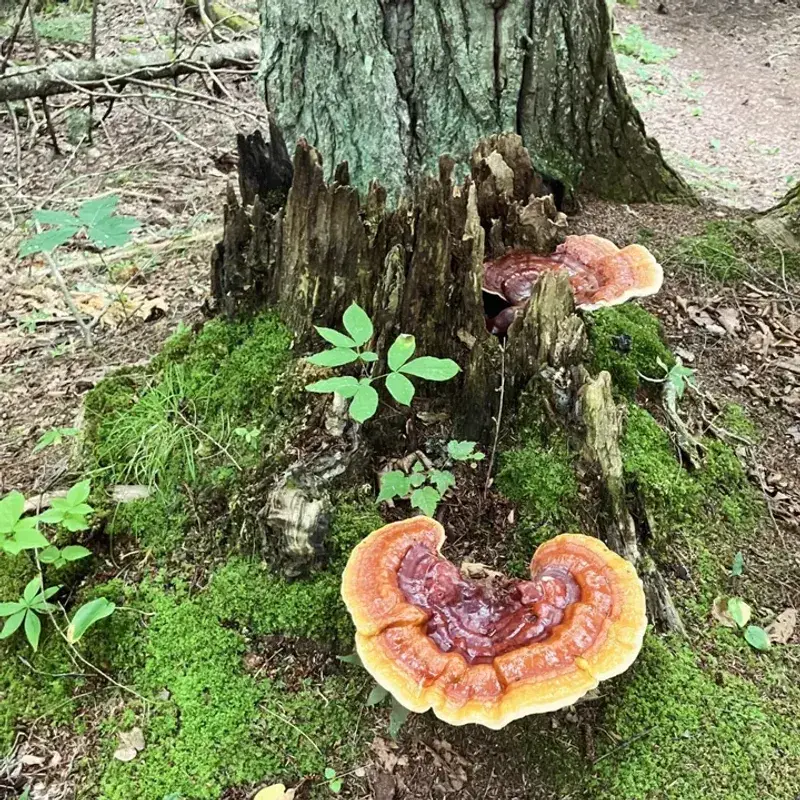 Understand Their Role In Your Yard's Ecosystem