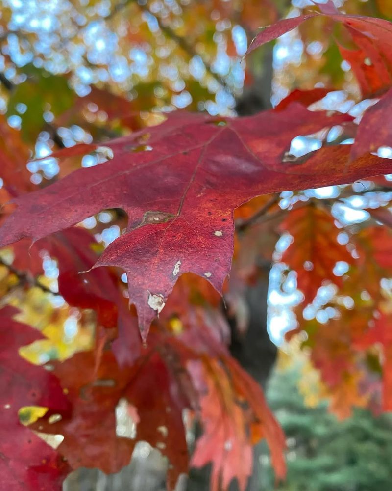 Pruning Oak Trees During Fall Months