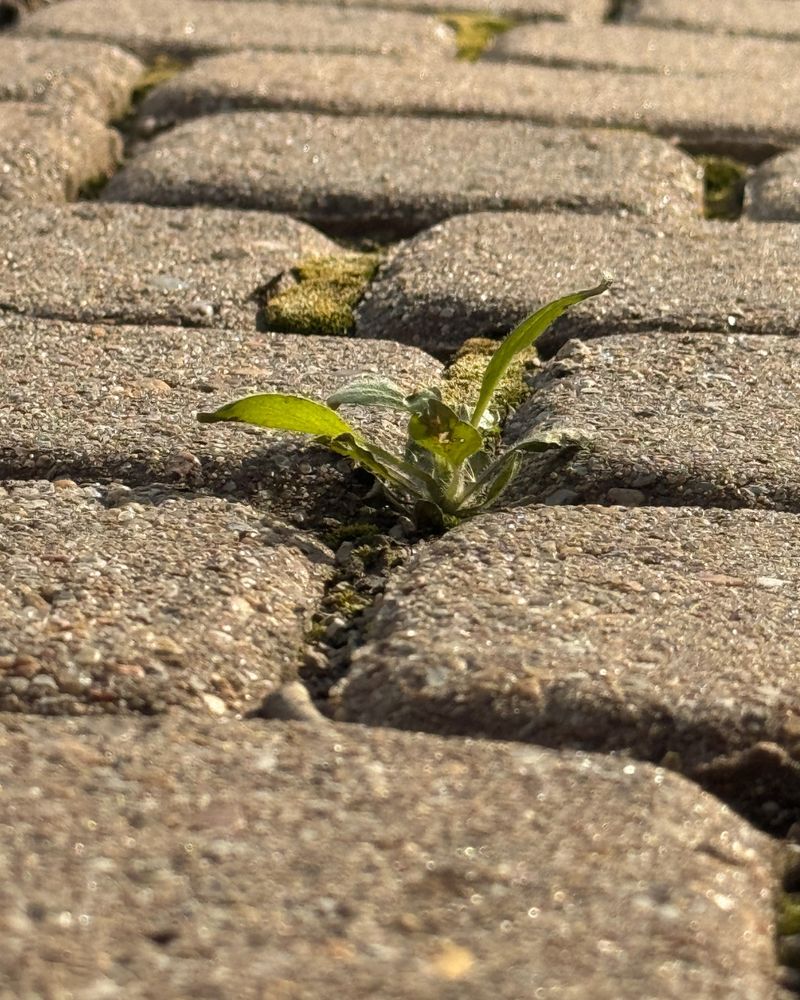 Controlling Weeds Between Pavers