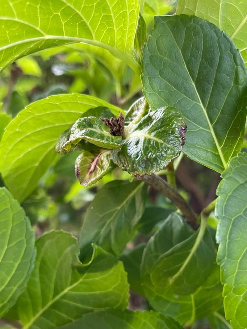 Neglecting To Check For Pests And Disease