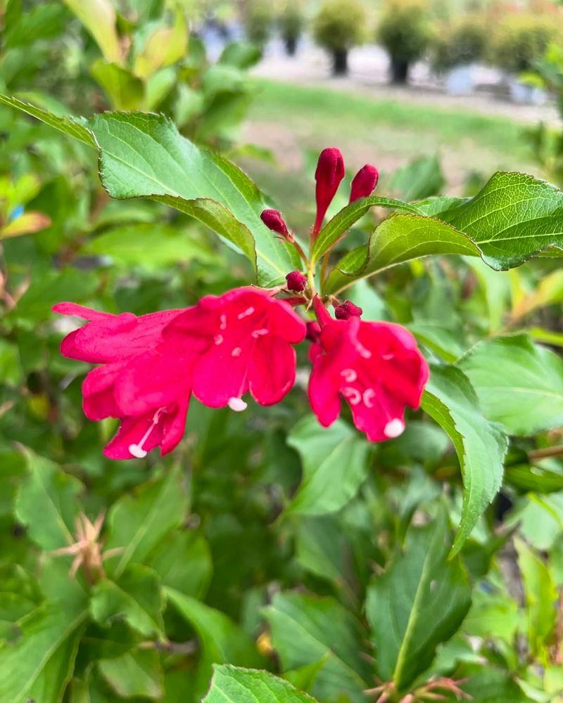 Low Maintenance Requirements Save Time