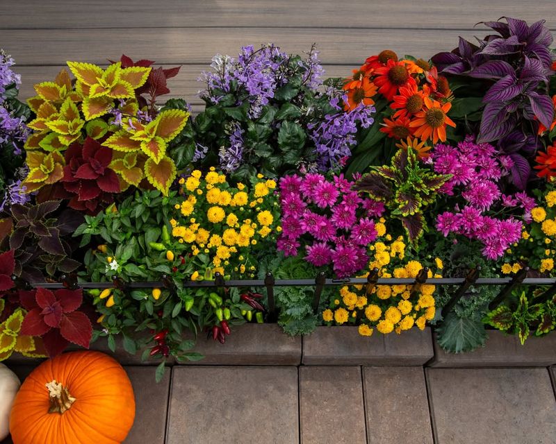 Fertilize Lightly To Support Ongoing Blooms