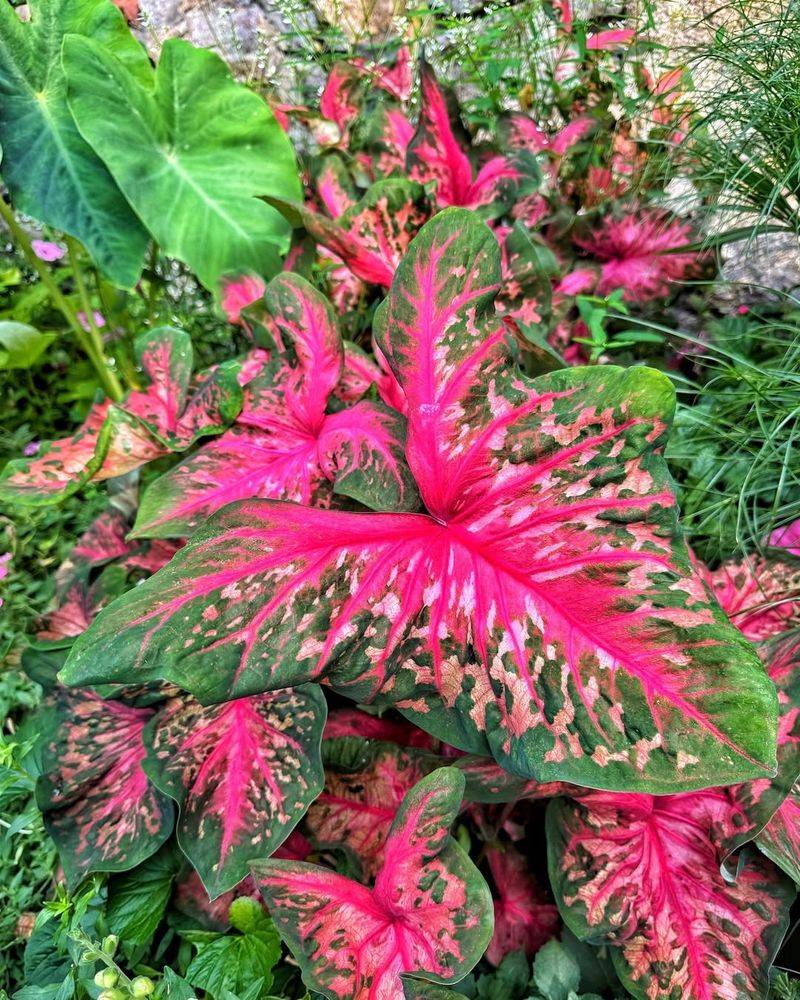 Incorporate Dramatic Foliage Plants