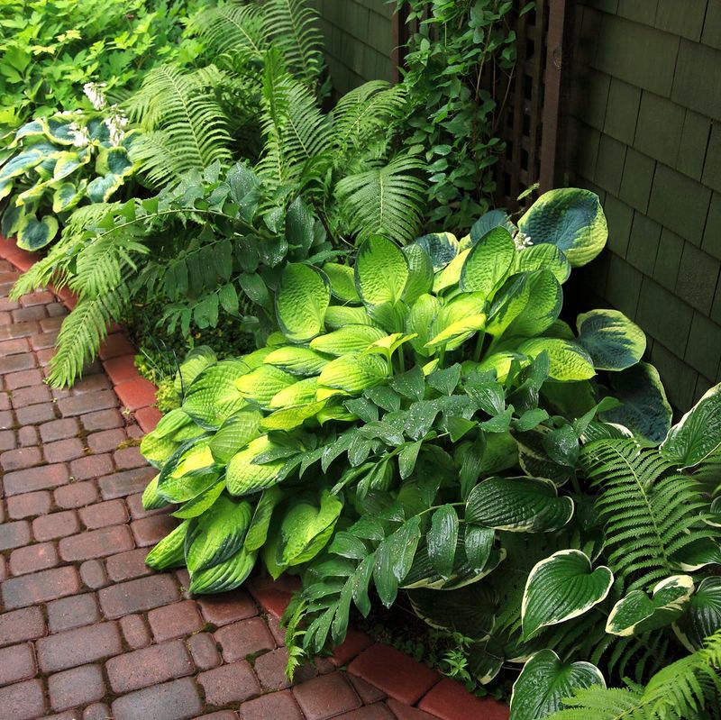 Shade Garden Transformations