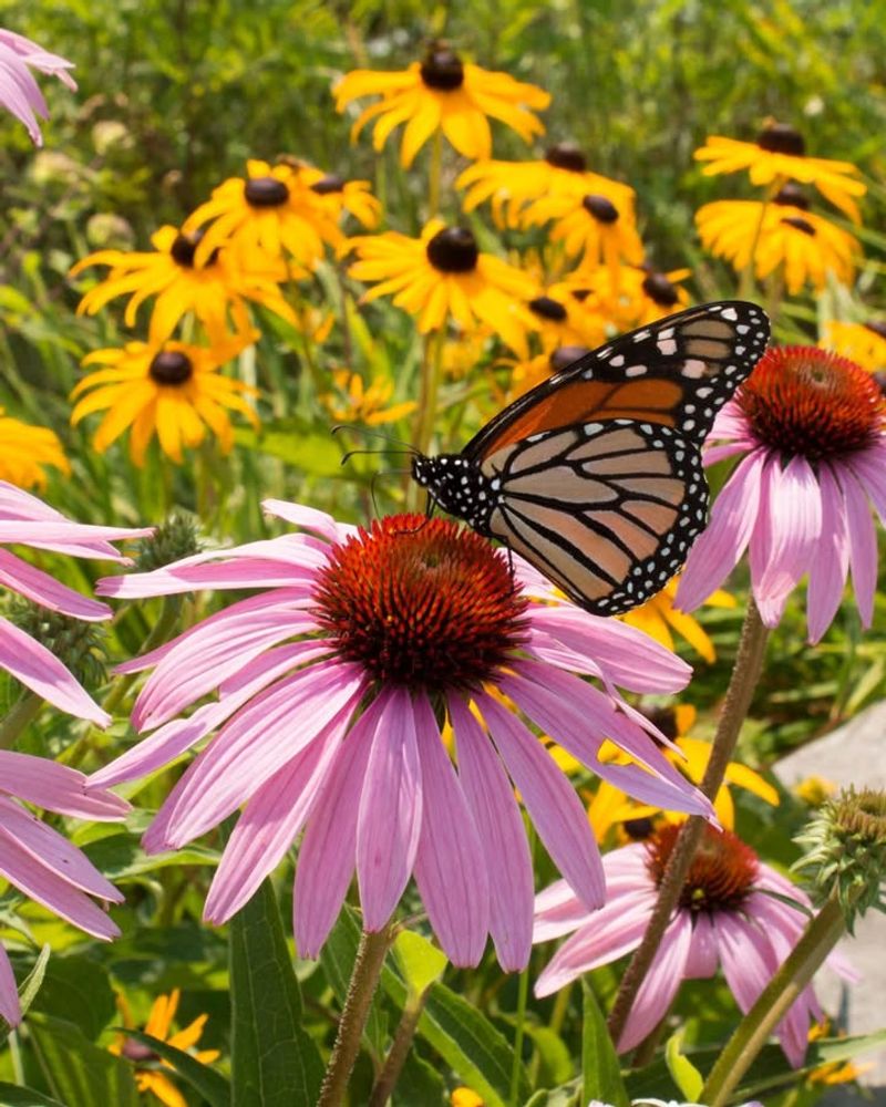 Grows Well In Full Sun Or Partial Shade