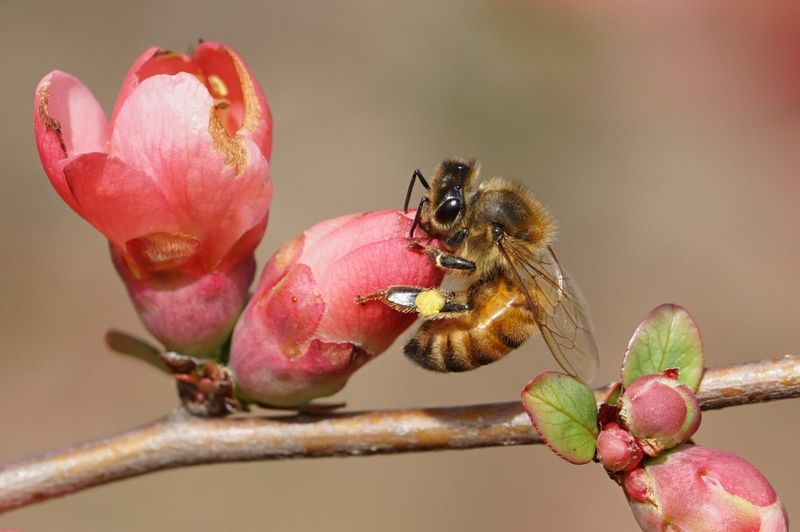 Attracts Pollinators When They're Waking Up