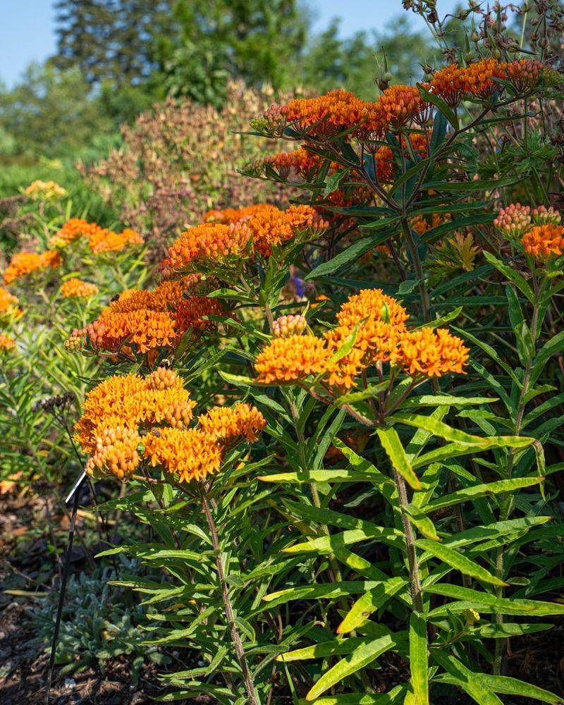 Supports Beneficial Insects Beyond Butterflies