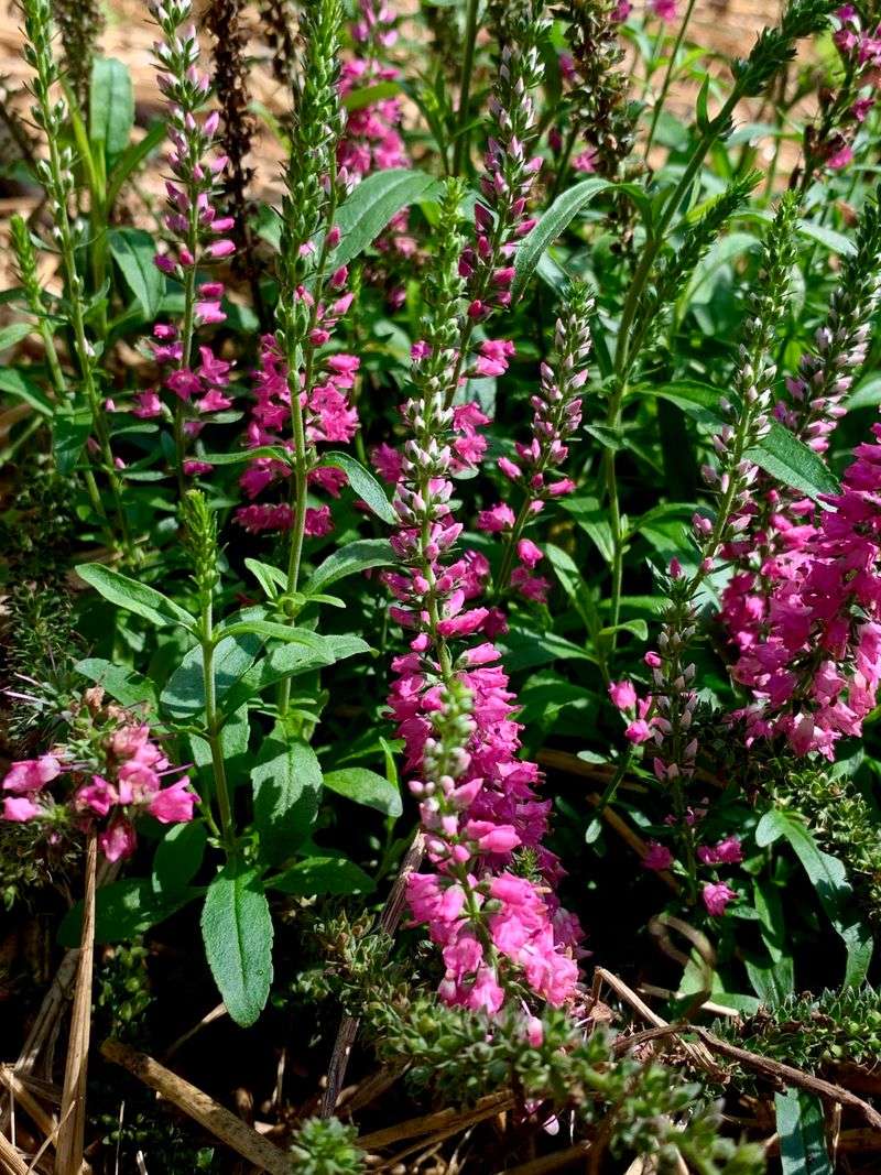 Thrives In Poor Soil Conditions