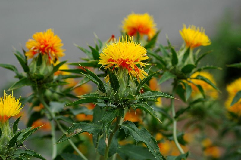 Brings Higher Profits Per Acre