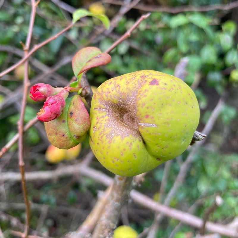 Produces Edible Fruit For Homemade Preserves