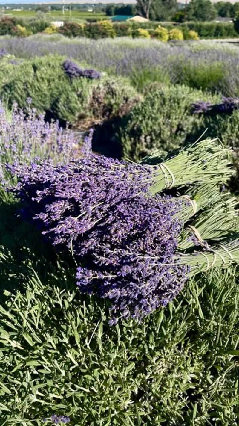 Provides Fresh Herbs for Cooking and Crafts