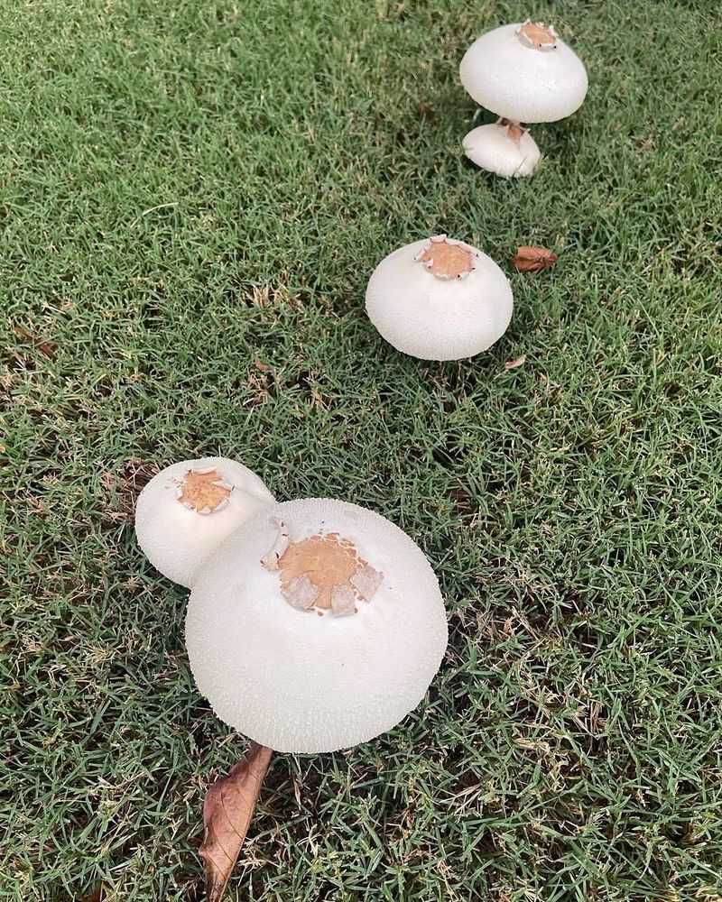 Remove Them If They Pose Risks To Your Household