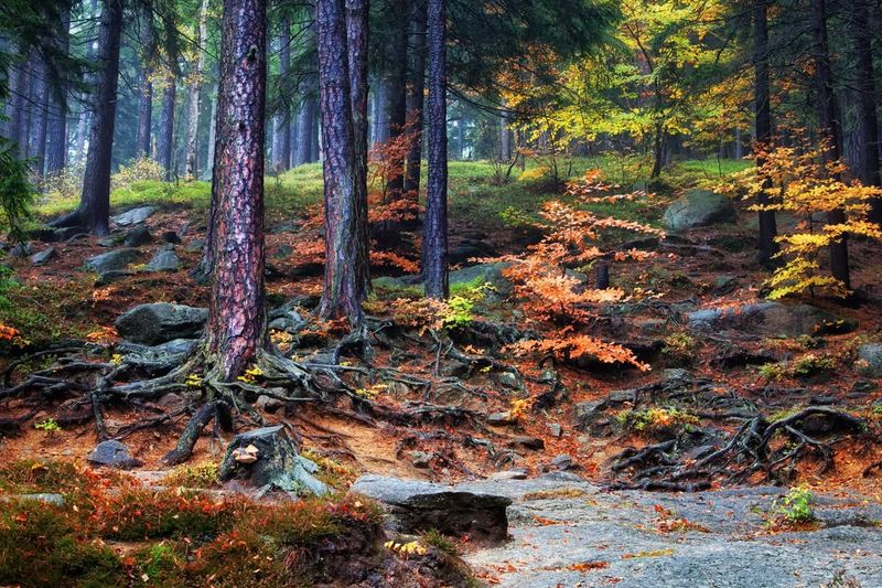 Historical Trail Markers Guide Hikers Through Backcountry Routes