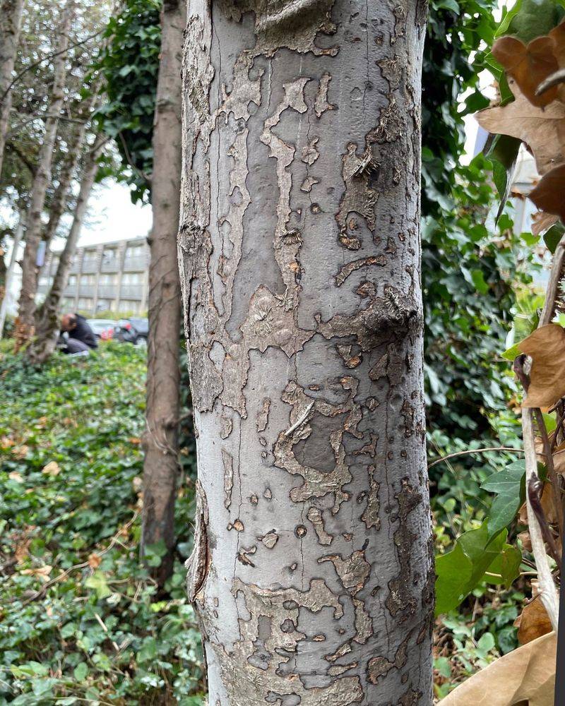 Disease Quarantine Stops Tree Infections