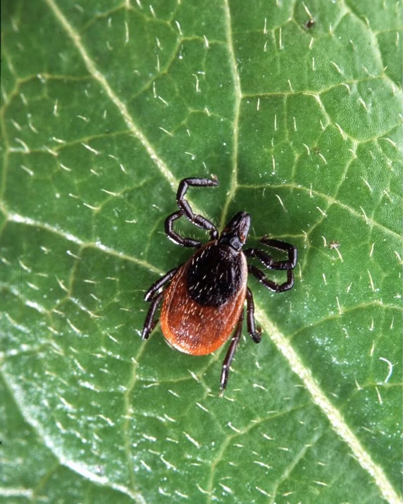 Harbors Multiple Tick Species