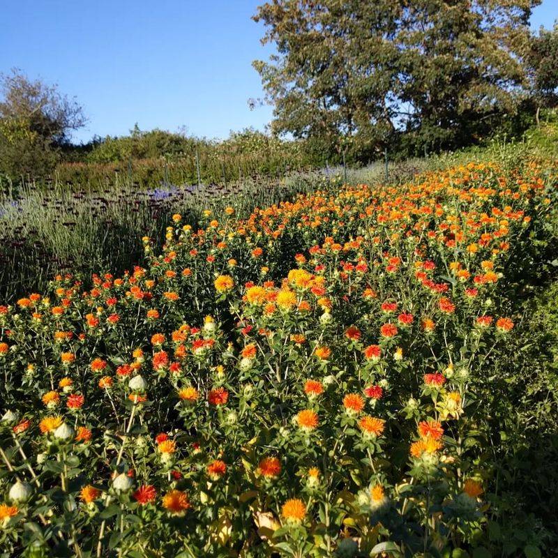 Improves Soil Quality Naturally