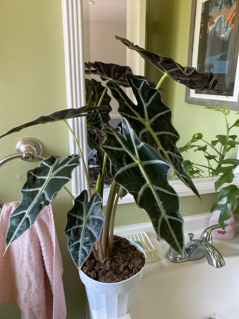 Alocasia Polly