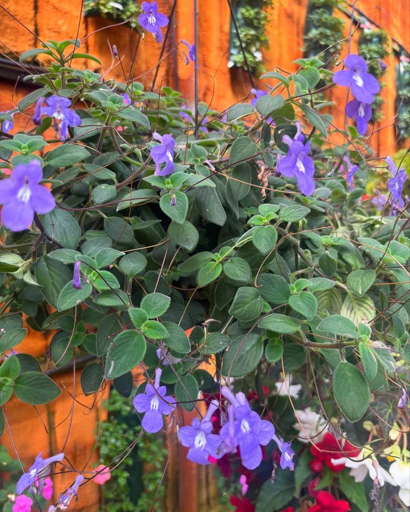 Streptocarpus Saxorum