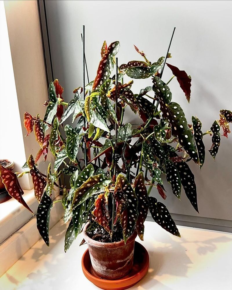 Begonia Maculata Wightii