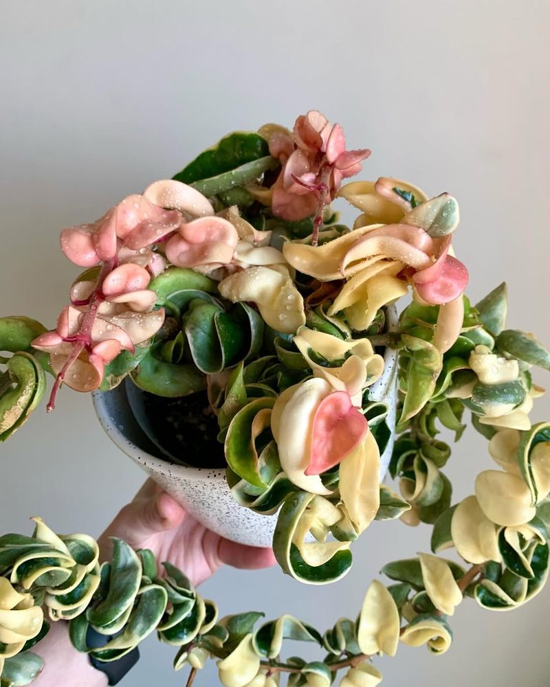 Hoya Carnosa Compacta Variegata (Hindu Rope Plant)